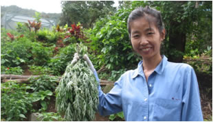 Chinese Herb Garden